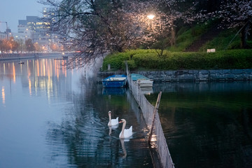 Swan Couple and Sakura