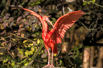 Naklejka premium Scharlachsichler - Eudocimus ruber