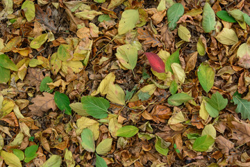 Autumn under our feet