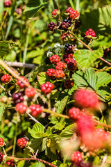Strauch mit Brombeeren im Sauerland