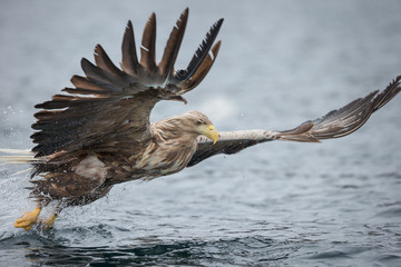 Male White-tailed Eagle © andyastbury