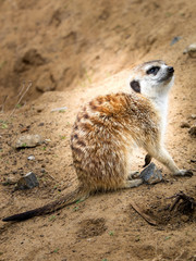 Obraz premium Meerkat