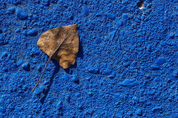 small dry autumn leaf on a blue concrete