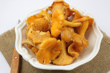 girolles 13102016