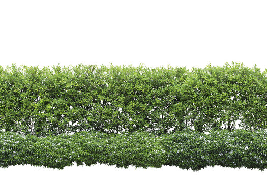 Green hedge or Green Leaves Wall on isolated,Objects with Clipping Paths