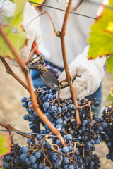 Hands picking ripe grapes