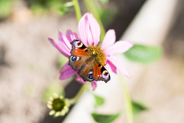 Butterfly on a Flower.
