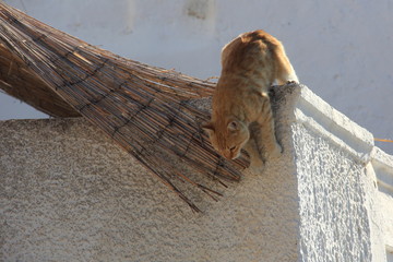 chat sur le mur