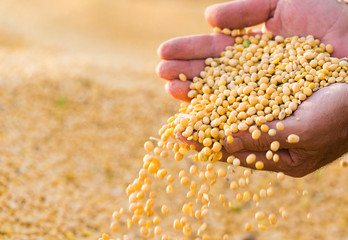 Soya bean seed in hands of farmer