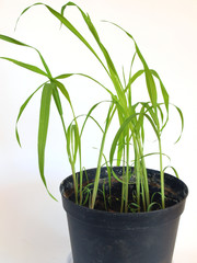 Giant moso bamboo seedlings are growing indoor in flower pot on white background close up 2