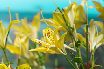 Yellow lily flower in garden. Macro background.

