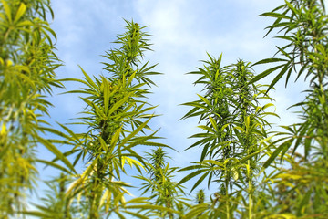 Field of cannabis plant with buds on blue sky background
