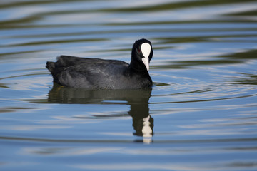 Eurasian coot on the water