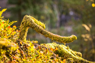 branch grown with moss in forest