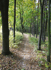 Fototapeta premium Different views of autumn scenery