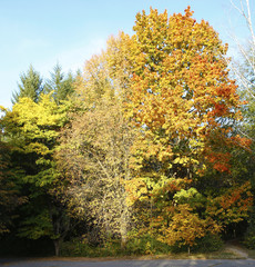  Different views of autumn scenery