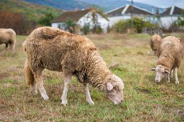 sheep grazing on the lawn eating grass