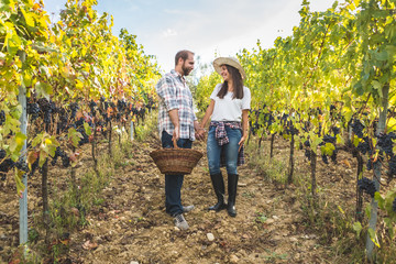 Fototapeta premium Couple walking in vineyard during harvest