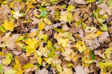 Fallen autumn leaves on the ground