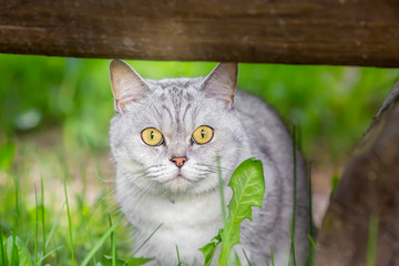 Portrait of a Gray cat. sitting in the grass.