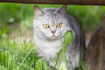 Gray cat on the hunt. Sitting in the grass.
