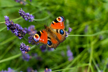 Fototapeta na wymiar Red Small Tortoiseshell butterfly feasting on violet lavender