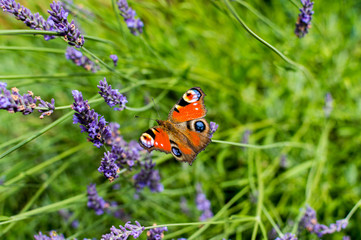 Red Small Tortoiseshell butterfly feasting on violet lavender