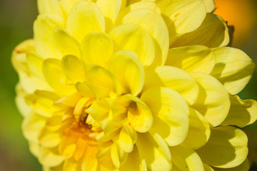 bright flower background