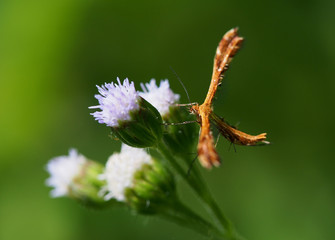 Plume moth on flower