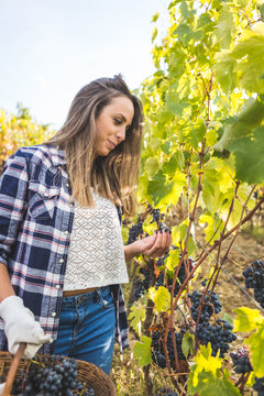 Woman tasting grape during harvest