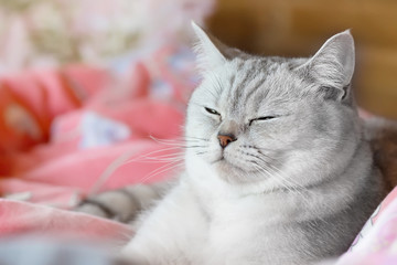 portrait of a Grey striped cat. Eyes closed