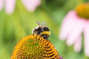 Bee on the flower. Floral background.
