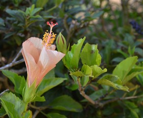 zarte Hibiskusblüte und Knospe