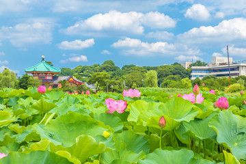 The Lotus Flower.Background is the lotus leaf and lotus flower and lotus bud and city scape.