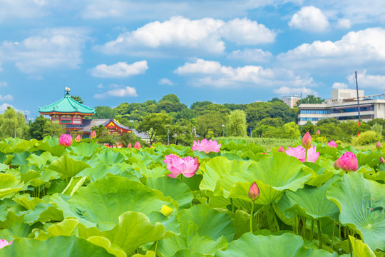 Fototapeta The Lotus Flower.Background is the lotus leaf and lotus flower and lotus bud and city scape.