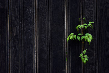 Background of a dark brown wooden fence