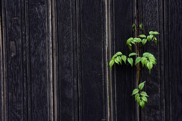Background of a dark brown wooden fence