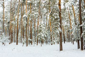 Fototapeta premium Winter snowy forest