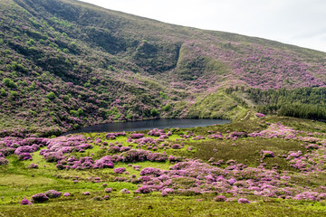Irland - Rhododendron Blüte in The Vee