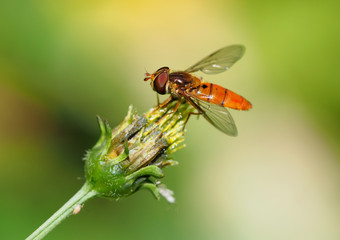 Hoverfly on flower