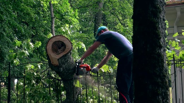 male gardener working on felled tree with chain saw.