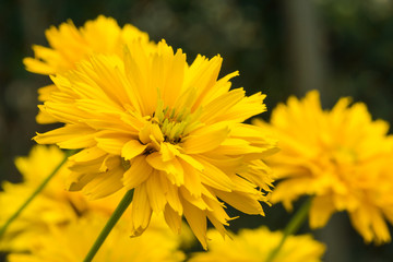 Yellow bright flower background

