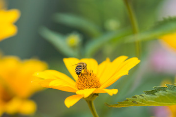 Yellow bright flower background

