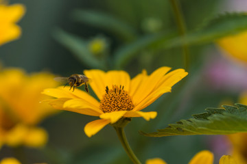 Yellow bright flower background


