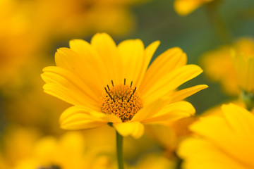 Yellow bright flower background

