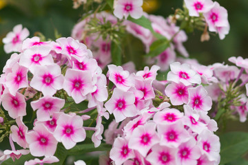 Phlox flowers in the garden
