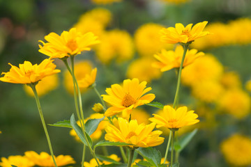 Yellow bright flower background

