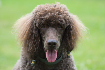 Portrait of black dog Royal poodle with tongue out in the garden
