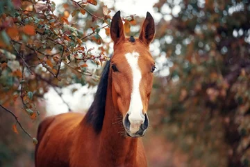 Fotobehang Portrait of a bay Hanoverian horse © julia_siomuha