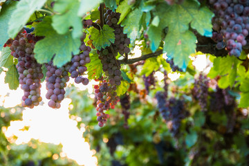 Red grapes in a Italian vineyard - Bardolino. Selective focus.
